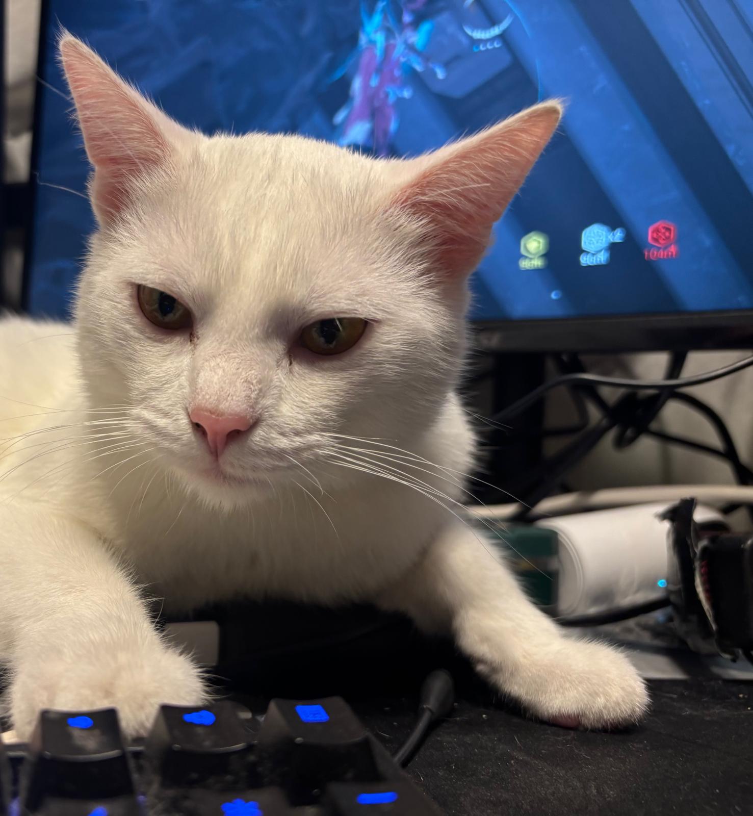 Ruma with his paws on a keyboard in front of a computer monitor