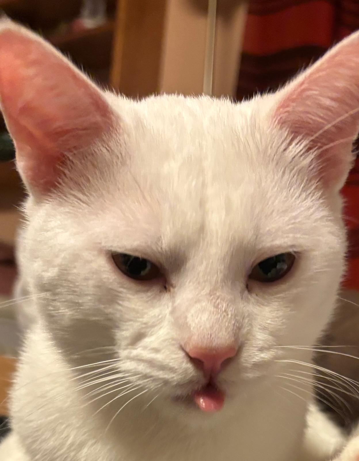 Close-up of Ruma, a white male cat, with his tongue just visible and a severe expression
